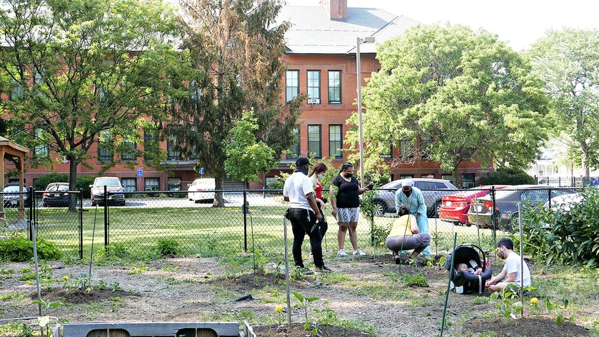 An urban garden with chainlink fence and brick building.