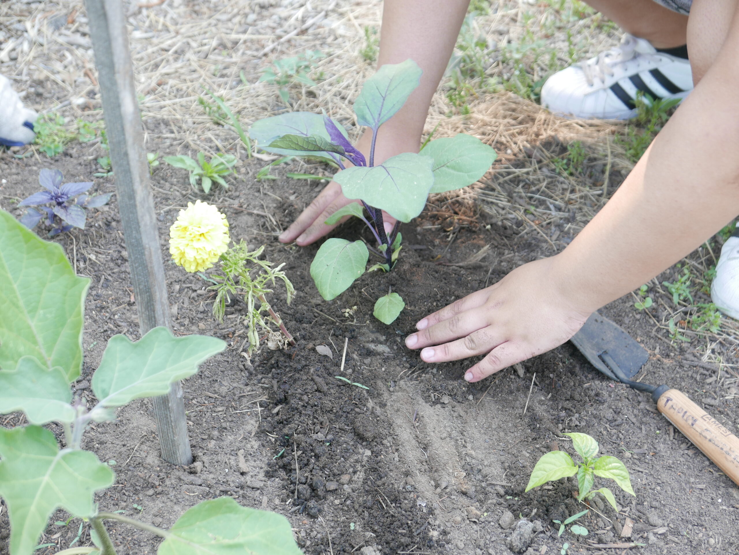 Hands planting an eggplant