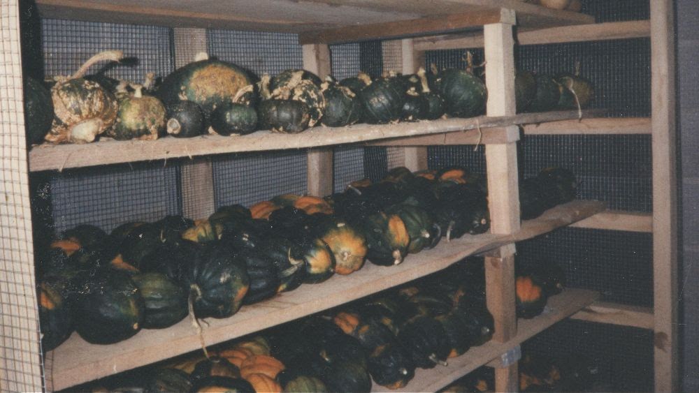 Winter squash in dry storage